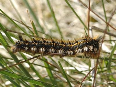 Euthrix potatoria