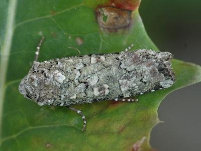 Actebia praecox