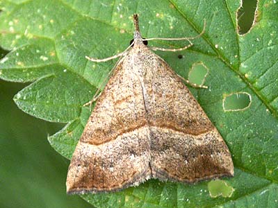 Hypena proboscidalis