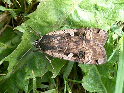 Noctua pronuba