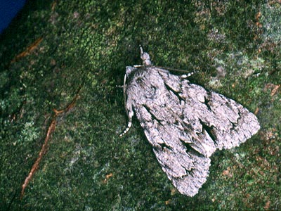 Acronicta psi