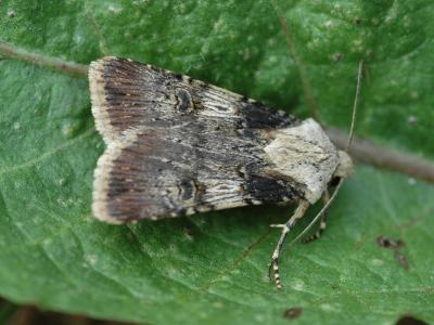 Agrotis puta