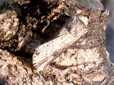 Axylia putris