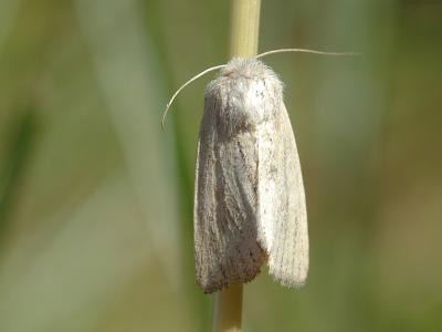 Denticullulus pygmina