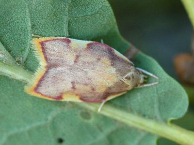 Carcina quercana