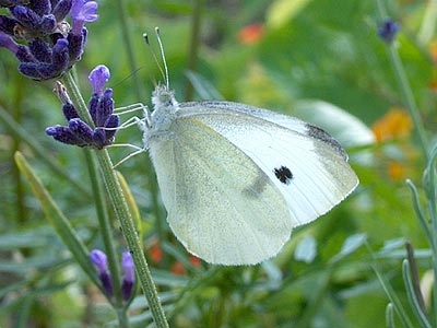 Pieris rapae