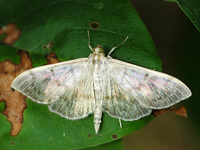 Patania ruralis