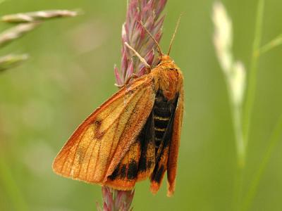 Diacrisia sannio