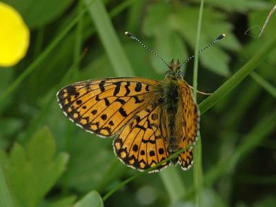 Boloria selene