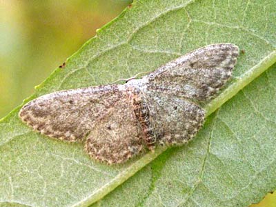 Idaea seriata