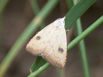 Rivula sericealis