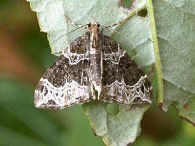 Ecliptopera silaceata