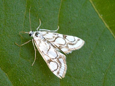 Nymphula nitidulata