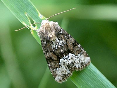 Oligia strigilis