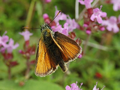 Thymelicus sylvestris