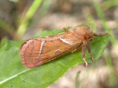 Triodia sylvina