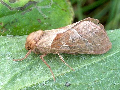 Triodia sylvina