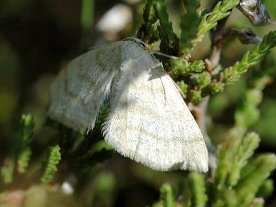 Scopula ternata