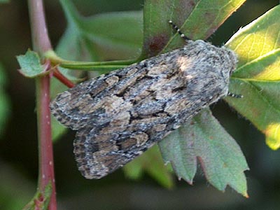 Luperina testacea