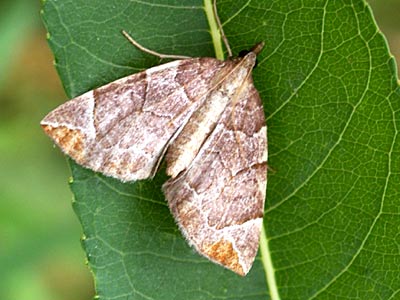 Eulithis testata