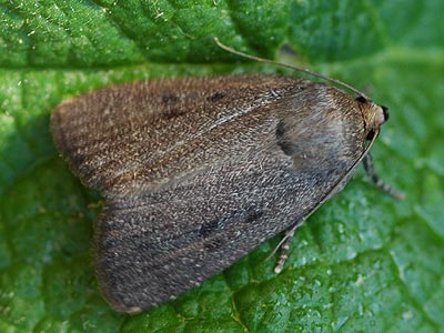 Amphipyra tragopoginis