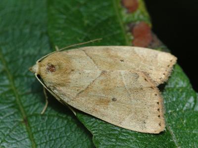Cosmia trapezina