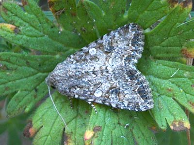 Anarta trifolii