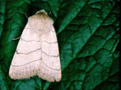 Charanyca trigrammica