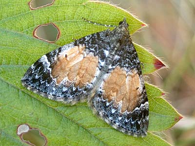 Dysstroma truncata