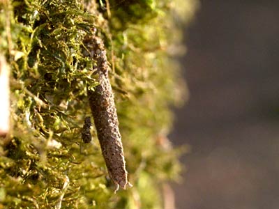 Taleporia tubulosa
