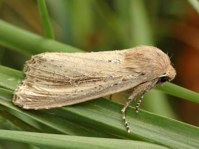 Nonagria typhae