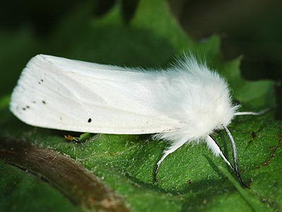 Spilosoma urticae