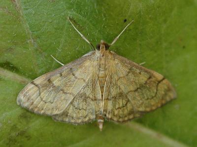 Anania verbascalis