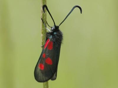 Zygaena viciae