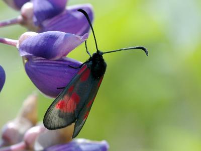 Zygaena viciae