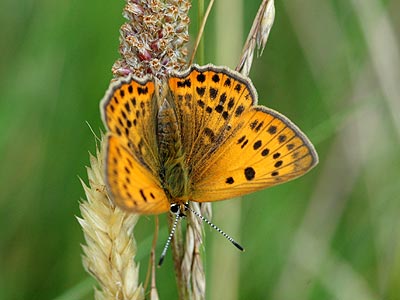 Lycaena virgaureae