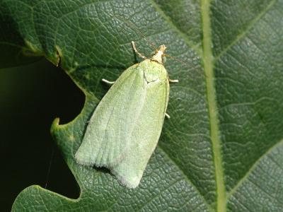 Tortrix viridana