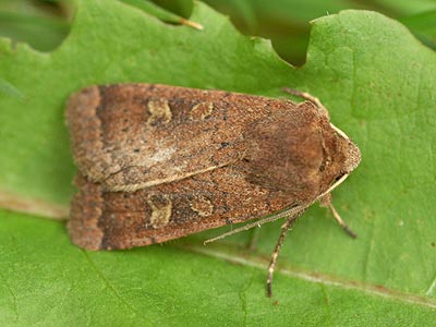 Xestia xanthographa