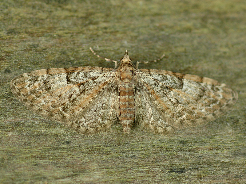 Eupithecia abbreviata