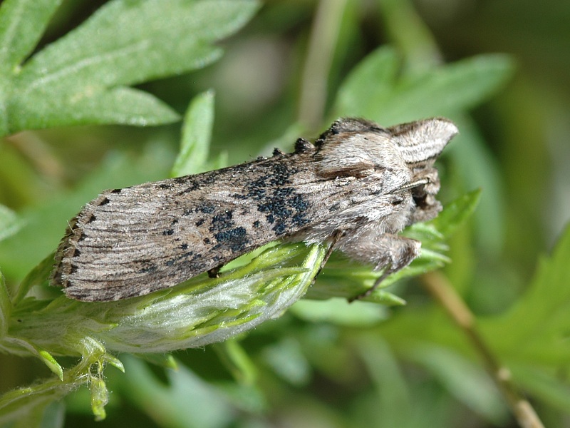 Cucullia absinthii