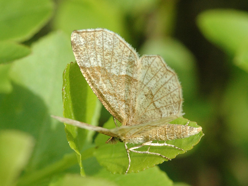 Cepphis advenaria