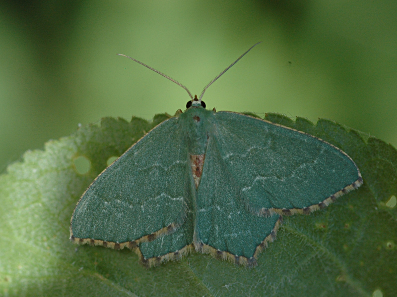 Hemithea aestivaria