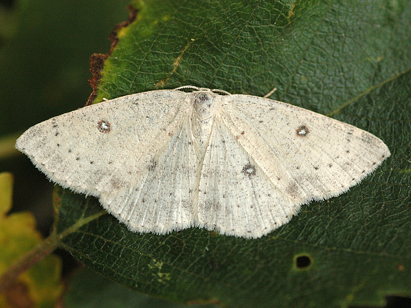 Cyclophora albipunctata