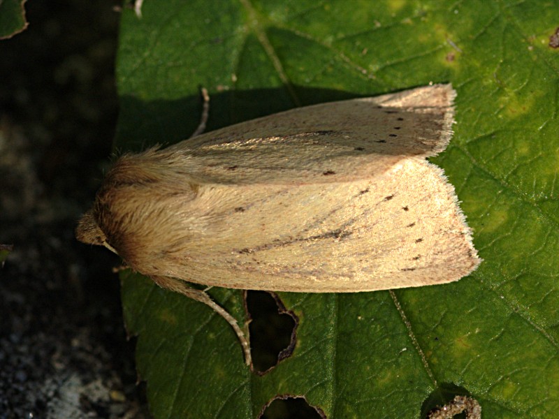 Globia algae