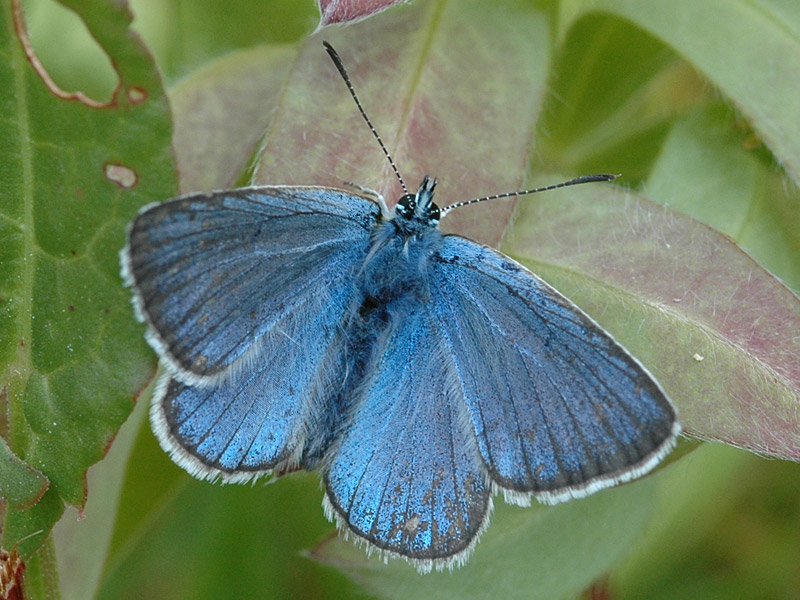 Polyommatus amandus