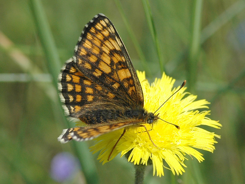 Melitaea athalia