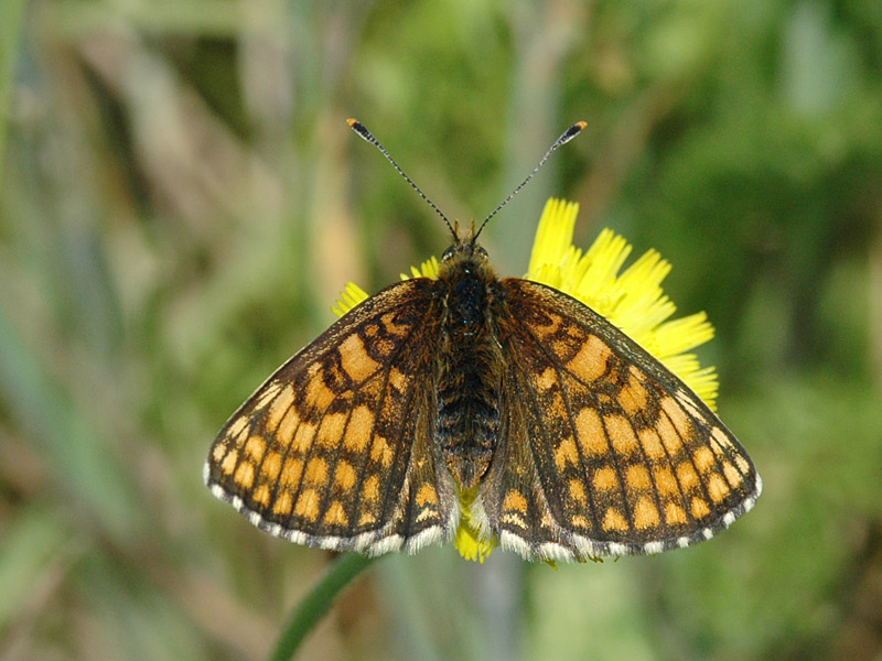 Melitaea athalia