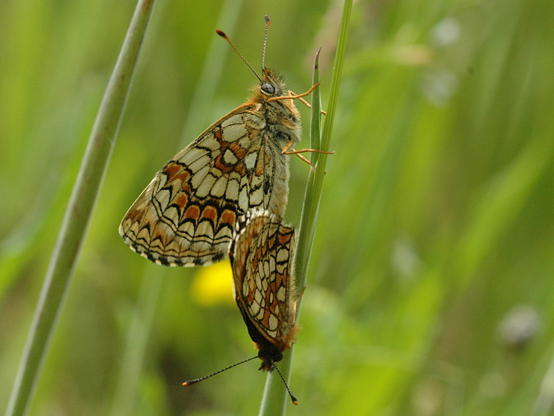 Melitaea athalia