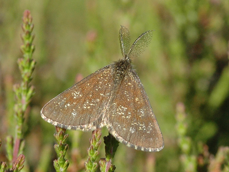 Ematurga atomaria