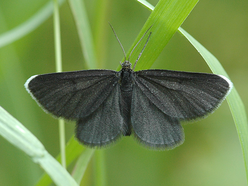 Odezia atrata